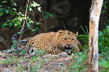 leopard on the rock