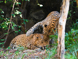 leopard resting on the tree