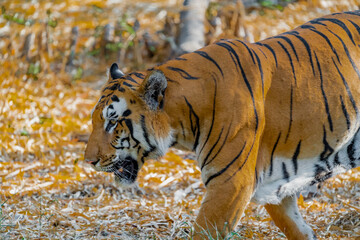 Obraz premium siberian tiger in the forest