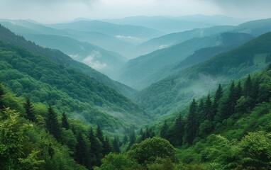 Fototapeta premium Misty mountain valley at sunrise with lush green forests and sun rays breaking through. Perfect for nature, adventure, and landscape-themed designs