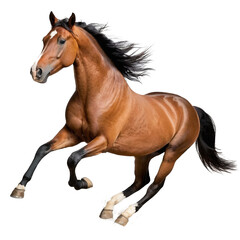 Naklejka premium Horse isolated on a Transparent Background