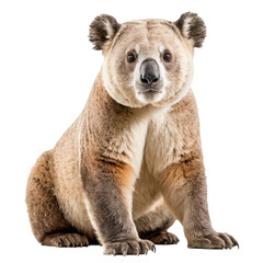 Fototapeta premium High Quality Koala bear isolated on a Transparent Background
