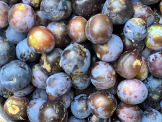 Close up of ripe damson plums and apple in metal colander the purple delicious juicy fruits home grown in beautiful organic country garden orchard fruit tree in Summer flat lay outdoors harvest jam