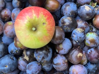 Close up of ripe damson plums and apple in metal colander the purple delicious juicy fruits home grown in beautiful organic country garden orchard fruit tree Summer flat lay outdoors harvested for jam