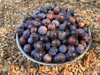 Close up of ripe damson plums  in metal colander purple delicious juicy fruits home grown beautiful organic country garden orchard fruit tree Summer harvest for jam flat lay outdoors  patio background