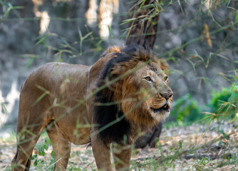 lion in the grass