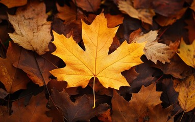 Autumn leaf background. Perfect for seasonal designs and nature-themed projects.