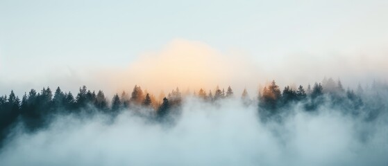  A foggy forest with trees in the foreground and the sun breaking through cloudy distances