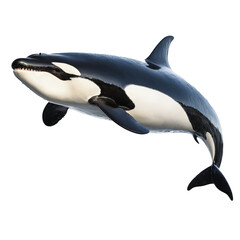 Orca whale isolated on a transparent background