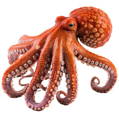 Obraz premium Octopus isolated on a transparent backgound