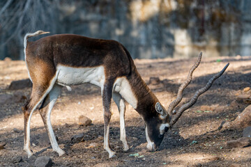 deer in the woods