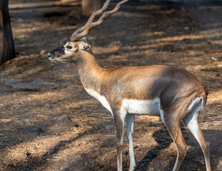 deer in the wild
