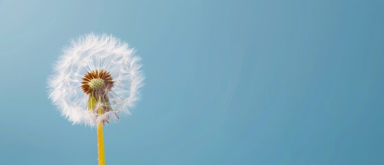  A dandelion floats in the wind on a clear day, against a backdrop of a blue sky