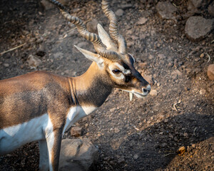 impala antelope in kruger national park