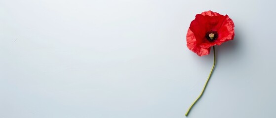 Obraz premium A solitary red bloom atop a light blue table Nearby, a white wall bears a central black smudge