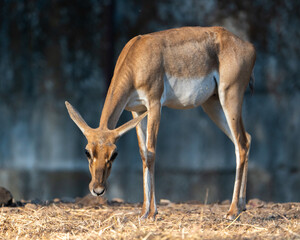 deer in the woods