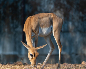 deer in the woods