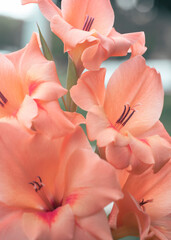 close up of pink rose