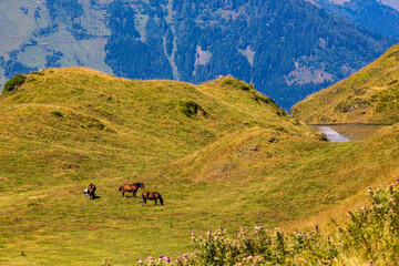 Chevaux lourds en liberté broutant de l’herbe dans le quartier d’estime de...