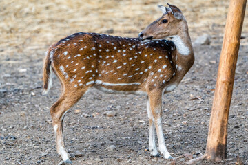 deer in the woods