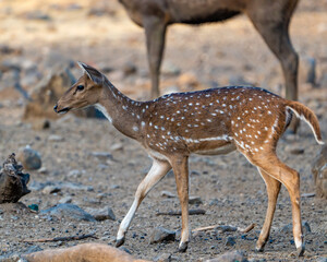 deer in the woods