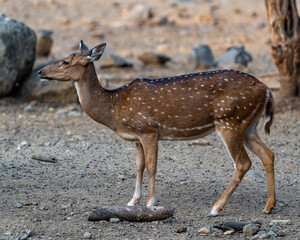 deer in the woods