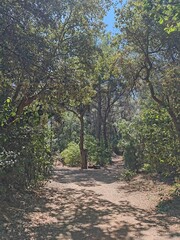 Walk in the Janas forest