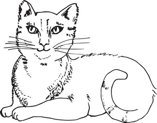 Sketch of beautiful cat on a white background