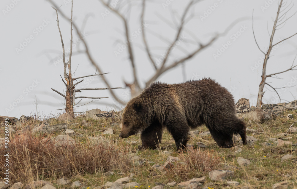 Sticker grizzly bear in yellowstone national park wyoming