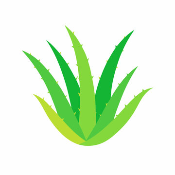 recommend clip art: Aloe Vera plant stock illustration