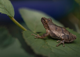 frog on a leaf