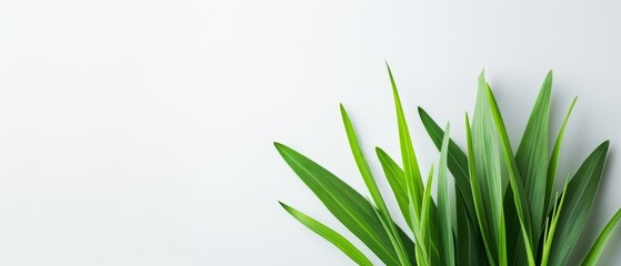 Naklejka premium A potted plant atop a white wall Nearby, a planter holds a green plant