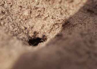 ant on the ground