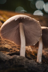 mushrooms in the forest