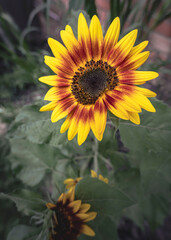 sunflower in the garden