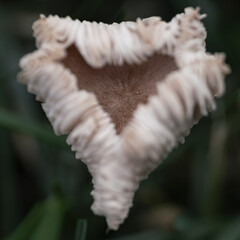 The Heart of the Mushroom