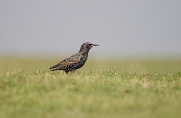 Common starling stands on the ground on beautiful background.this photo was taken from Bangladesh.