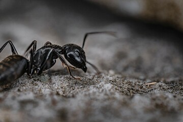 black ant on the ground
