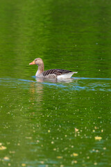 duck in the water