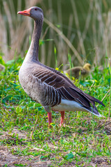goose on the grass