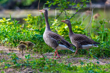 country goose on the grass