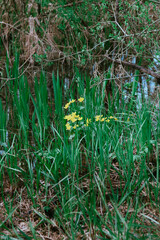 grass in a pond