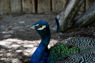 Obraz premium portrait of a peacock