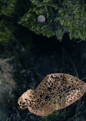 Fototapeta premium Skeleton leaf under mushroom in forest