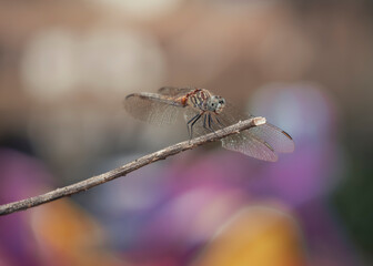 close up of a dragonfly