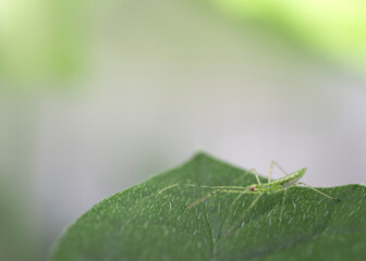 grasshopper on a leaf