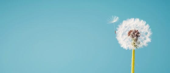  A dandelion sways in the wind on a clear day, against a backdrop of a blue sky
