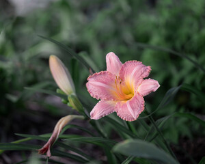 pink lily flower