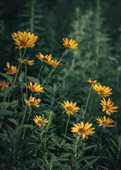 yellow flowers in a field