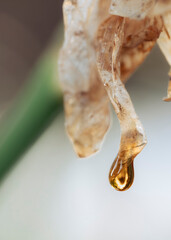 The sap on a peach tree